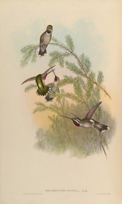 Heliomaster Pinicola = Heliomaster Constantii by John Gould